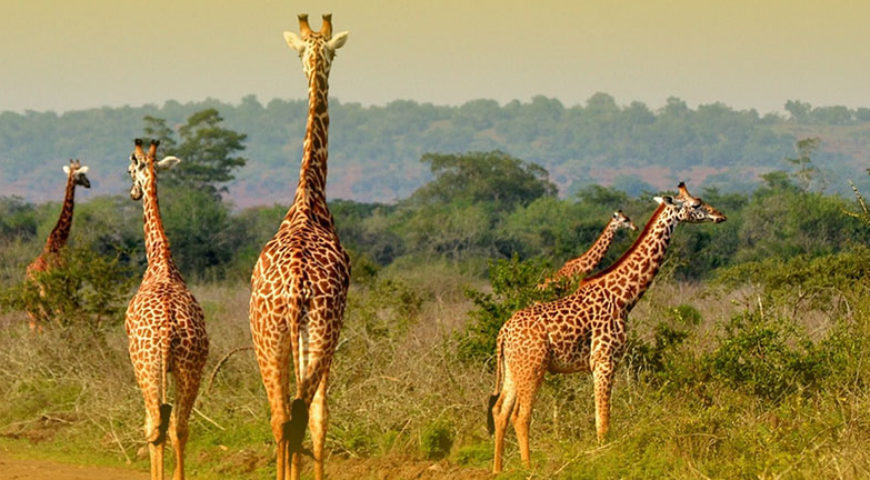 Akagera National Park