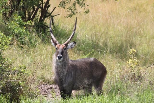 Akagera national park