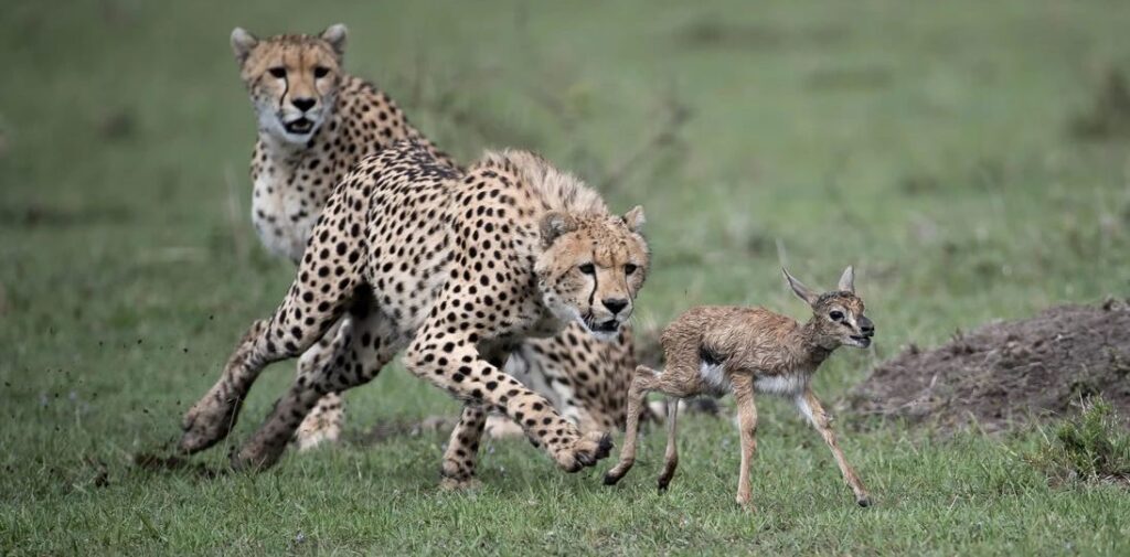 amboseli national park