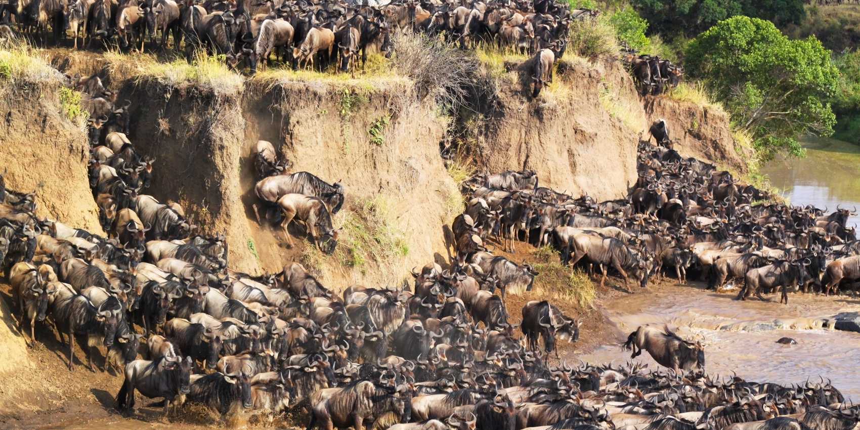 Wildebeest Migration Safari