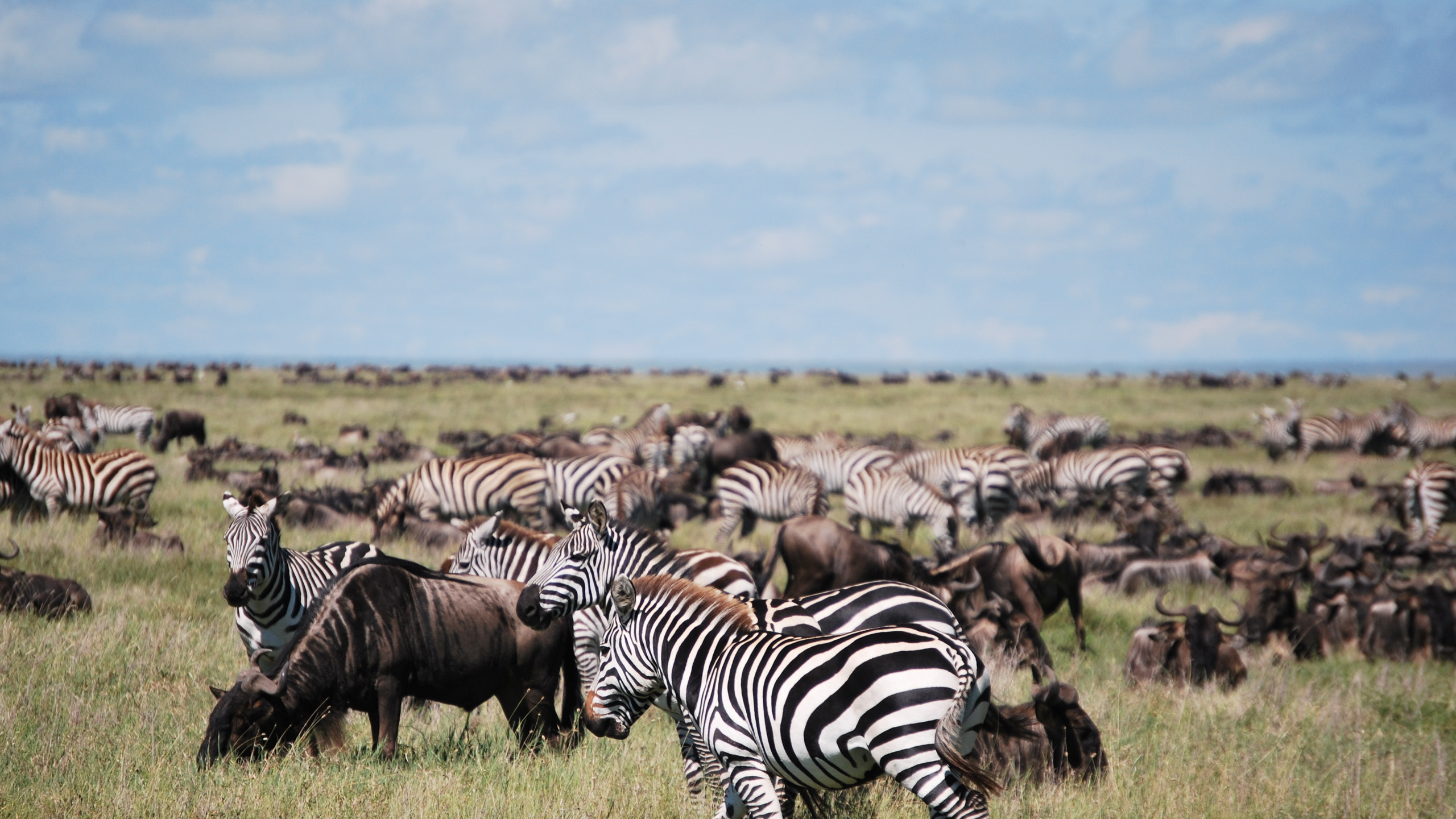 Wildebeest Migration Safari