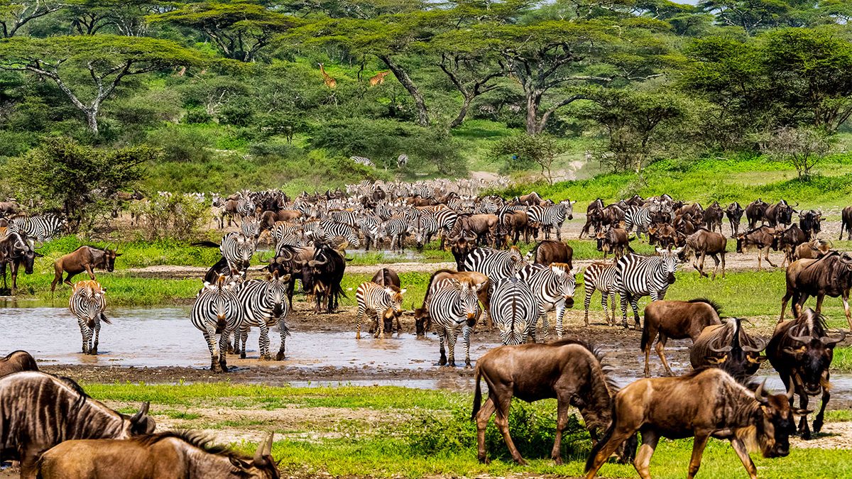 Great-wildebeest-migration-serengeti NP