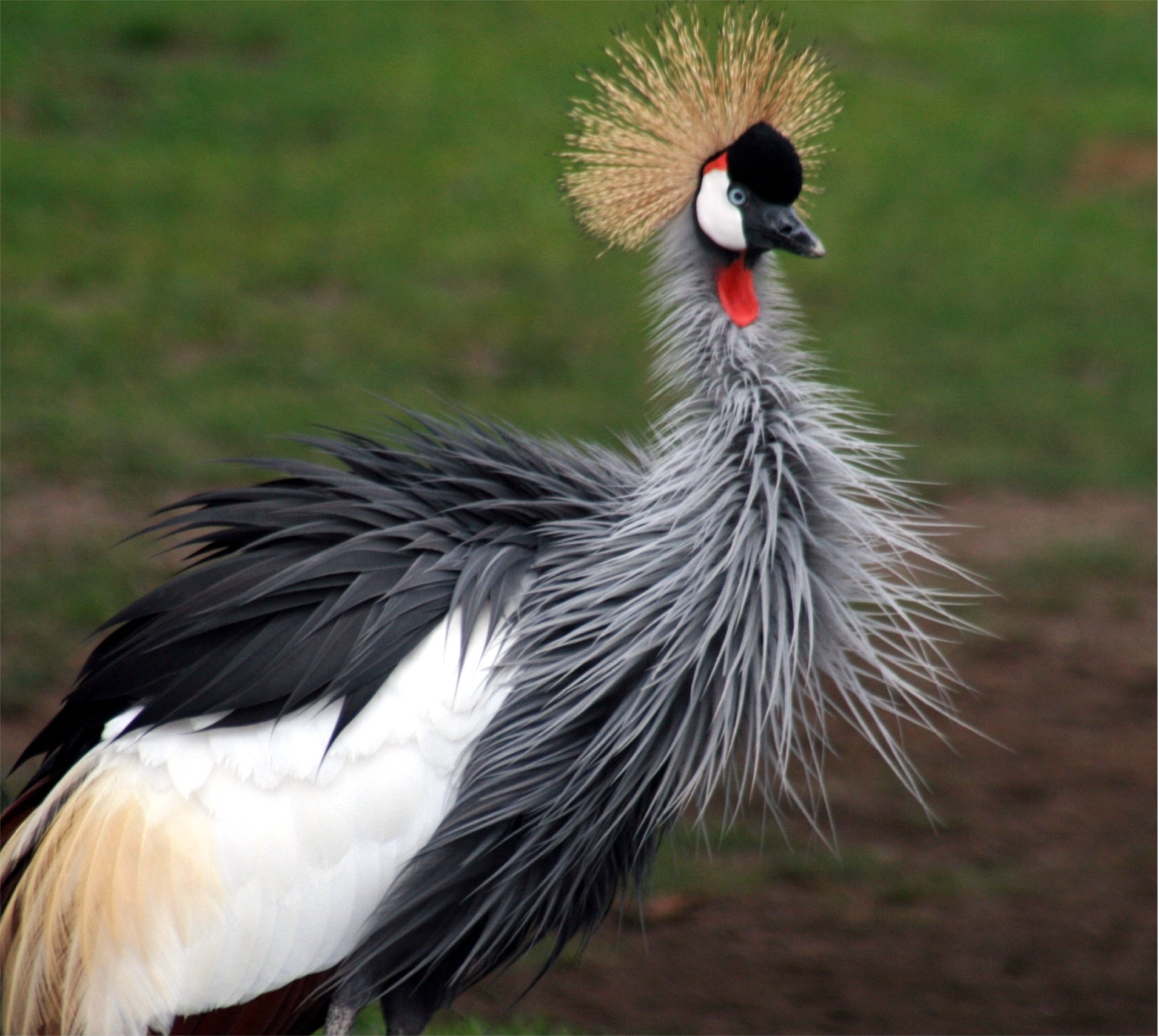 Grey_Crowned_Crane_ kidepo valley national park