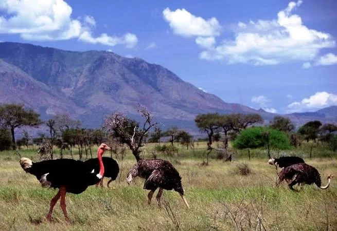 birding in Kidepo valley