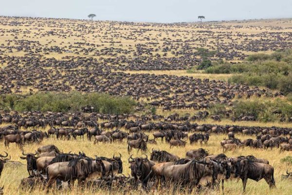 Central Serengeti