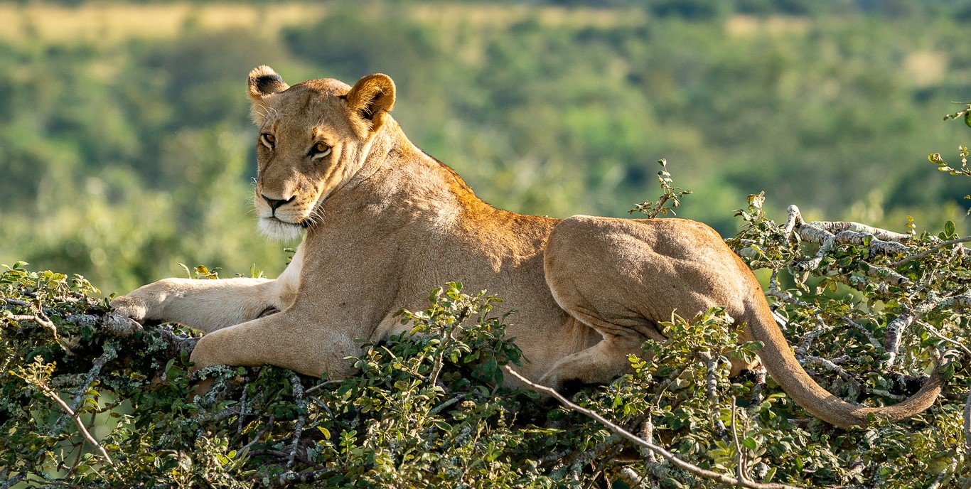 Akagera national park