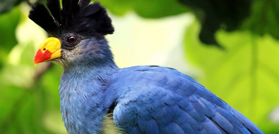 Top 10 Ugandan Birds