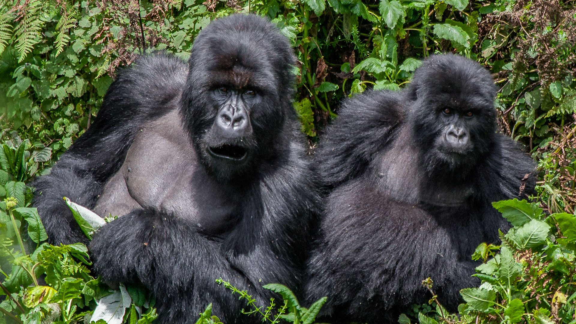 Gorilla tracking