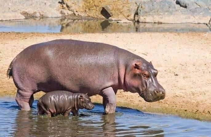 The 1-Day Lake Mburo safari