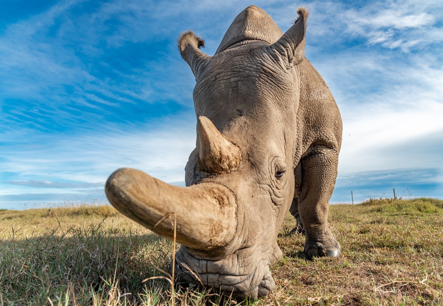 Northern White rhinos at Ol Pejeta Conservancy