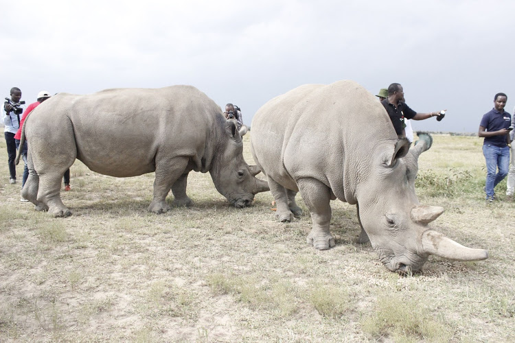 Northern White rhinos at Ol Pejeta Conservancy