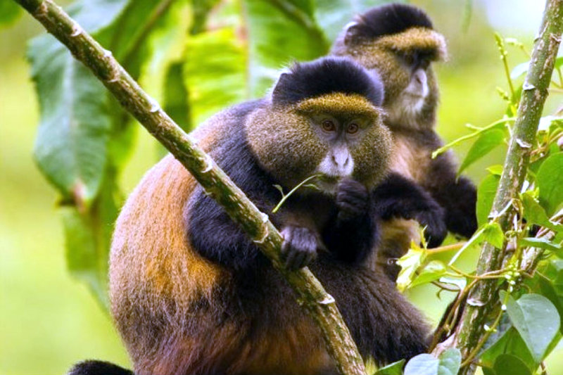 Golden Monkey Trekking