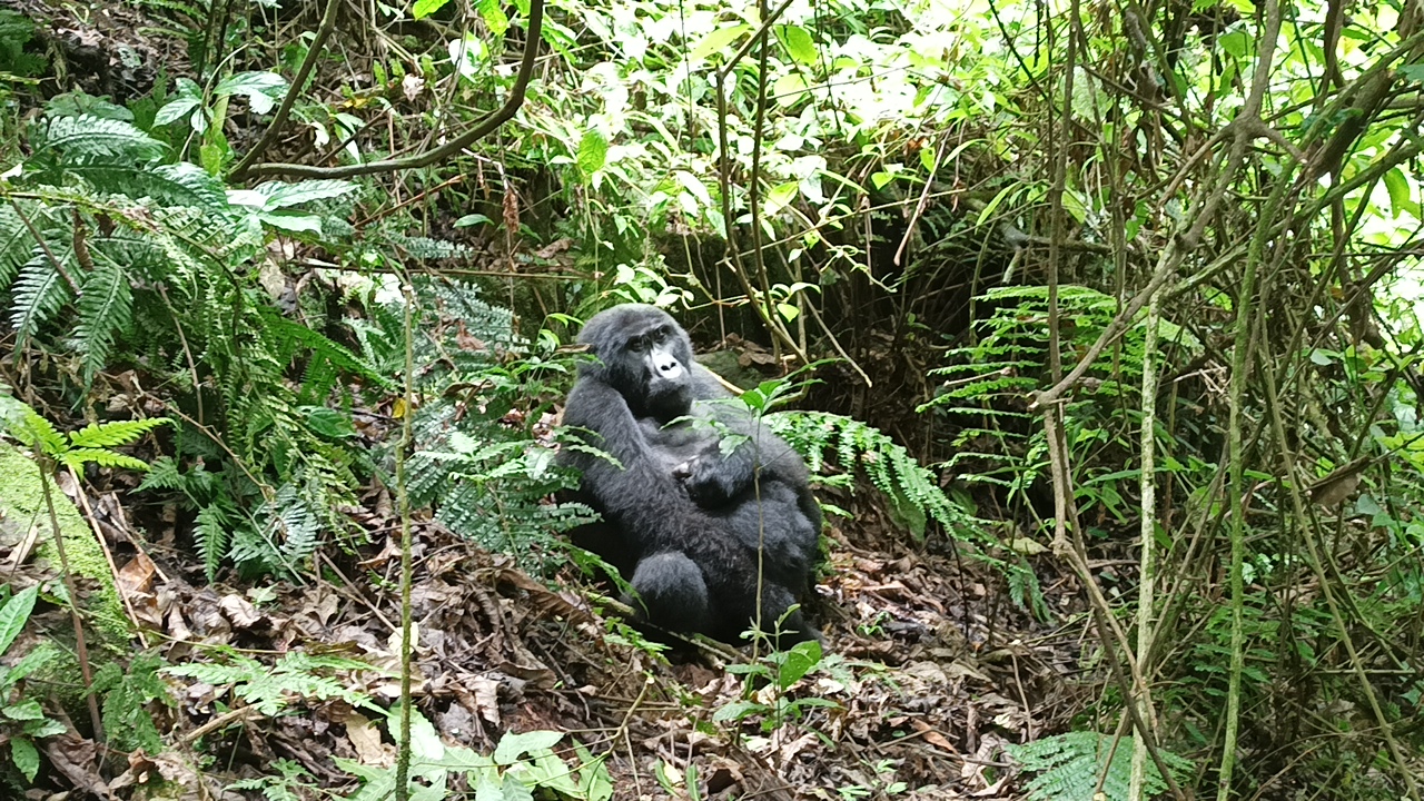 Gorilla tracking