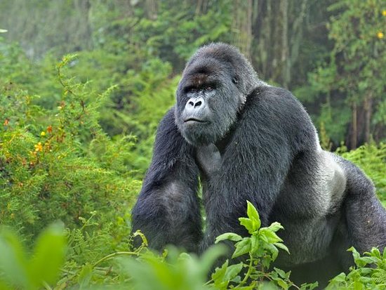 About Mountain Gorillas in Uganda