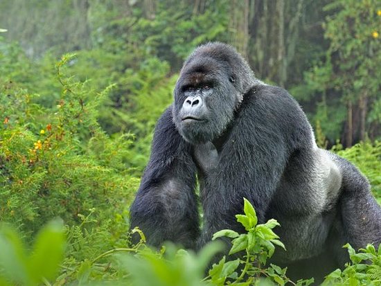 Gorilla tracking