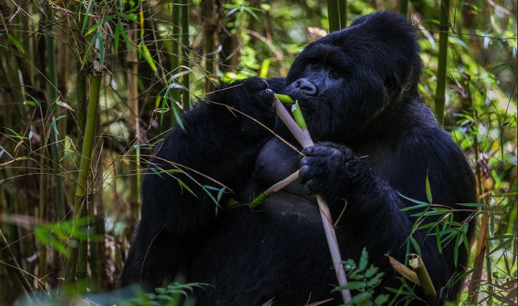 Gorilla tracking