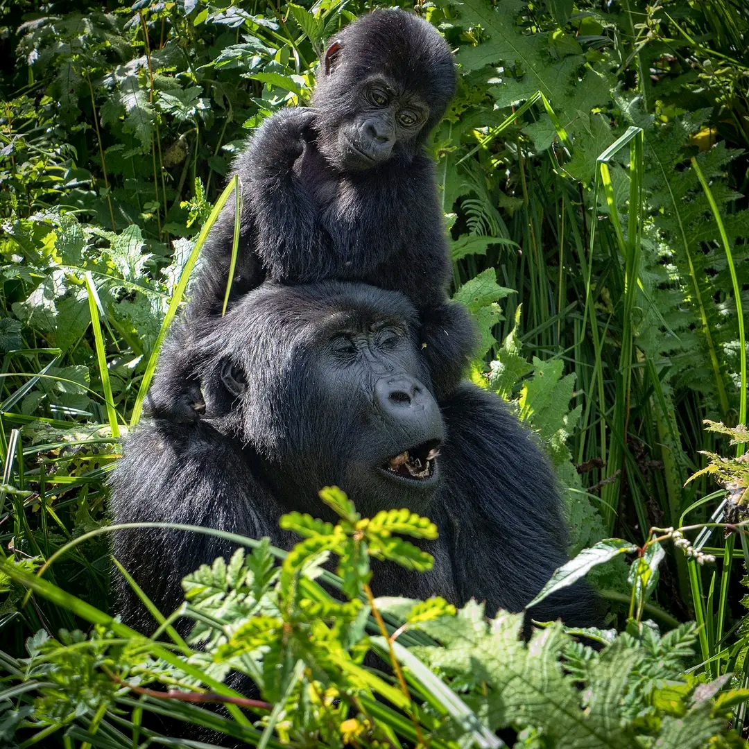 4 DAYS GORILLA HABITUATION AND WILDLIFE SAFARI