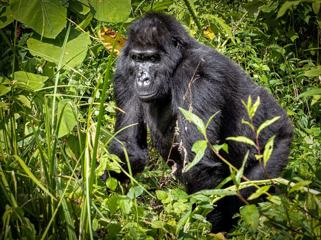 About Mountain Gorillas in Uganda