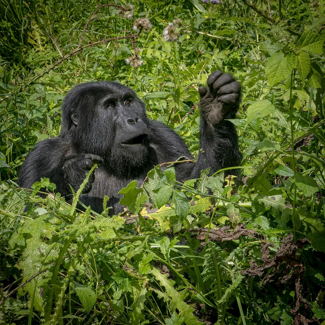 4 Days Gorilla Habituation And Wildlife Safari
