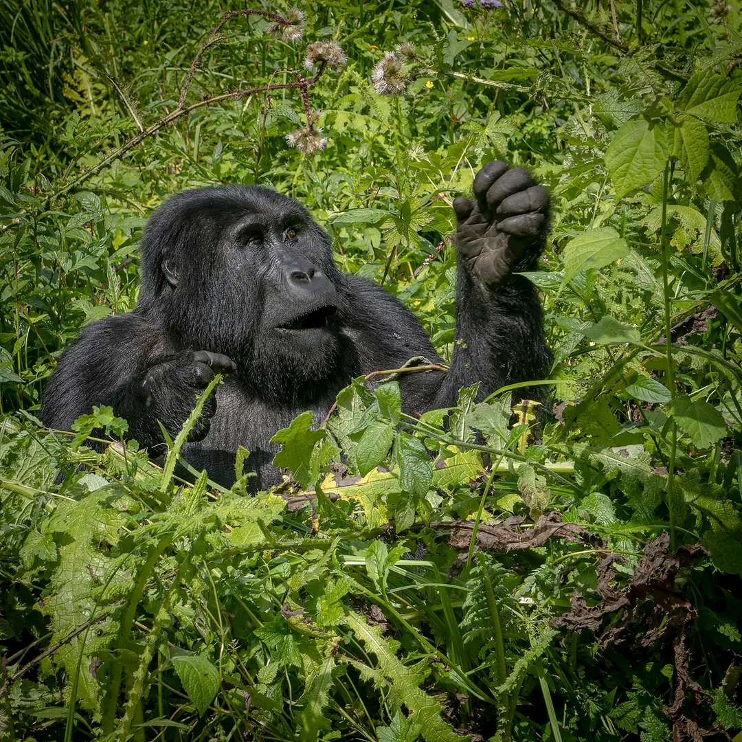 Gorilla families in Rwanda