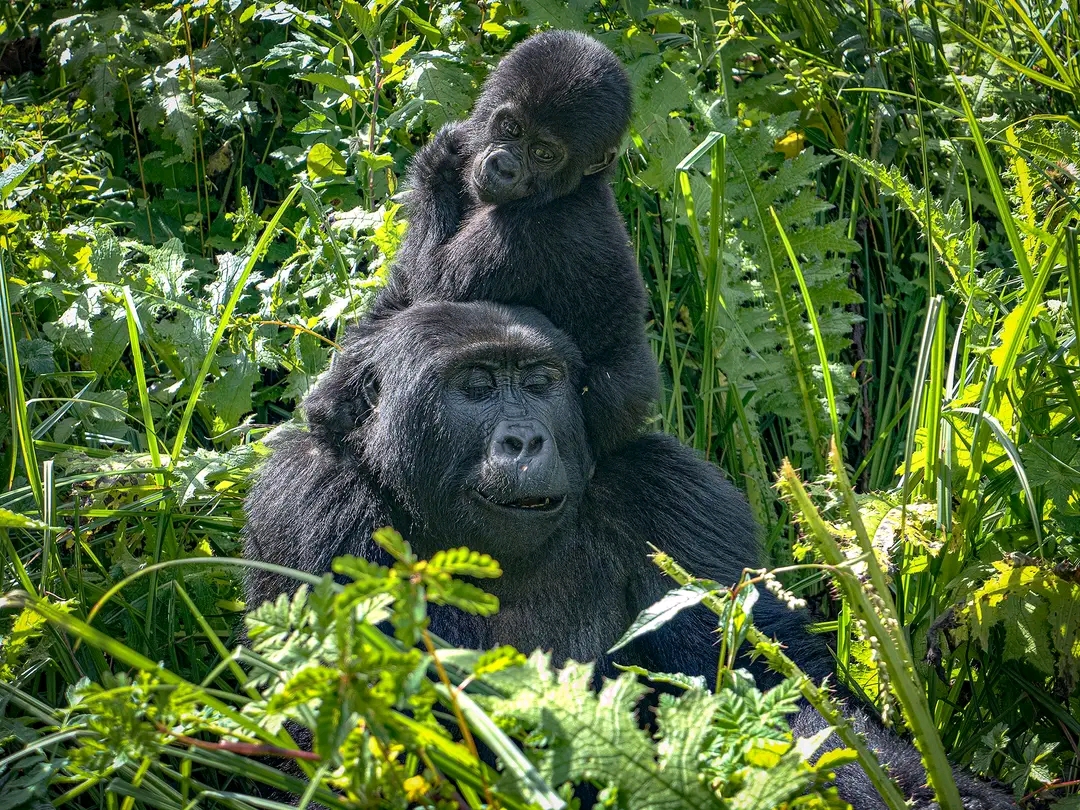 5 Days Uganda Gorilla Trekking and wildlife