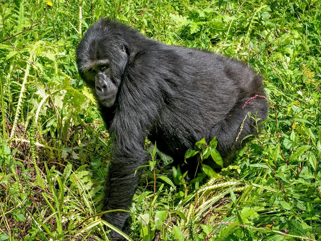 4 DAYS GORILLA TREKKING FLY-IN SAFARI