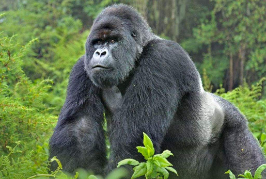14 Days Uganda Big 5 safari with Primates & Tree Climbing Lions