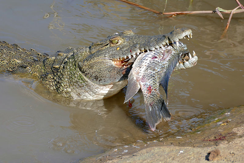 The Nile Crocodile