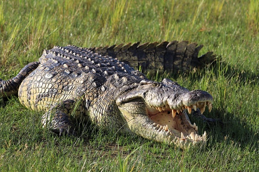 Nile crocodile (Crocodylus niloticus) – Uganda, Africa