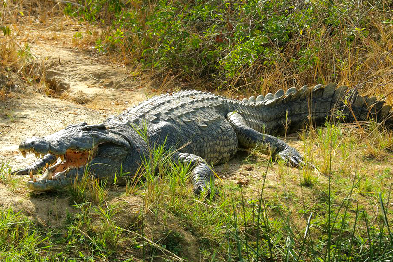 The Nile Crocodile