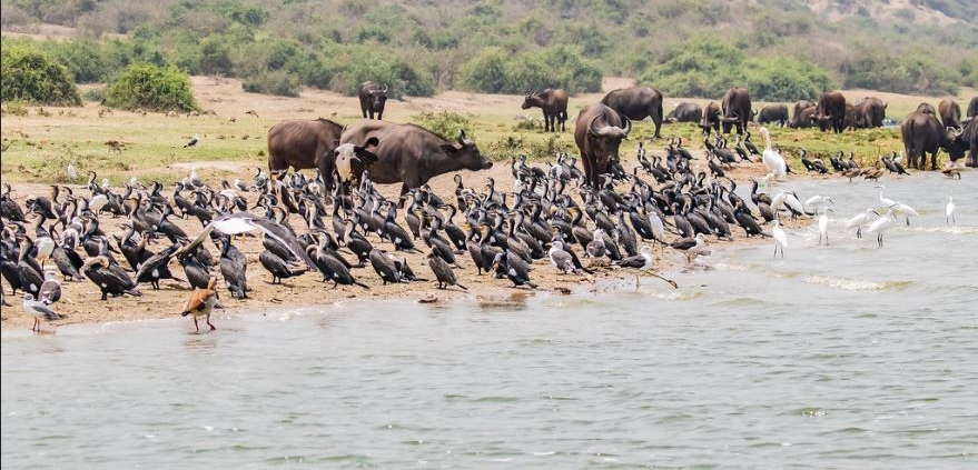 Queen Elizabeth National Park