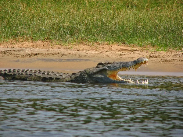 The Nile Crocodile