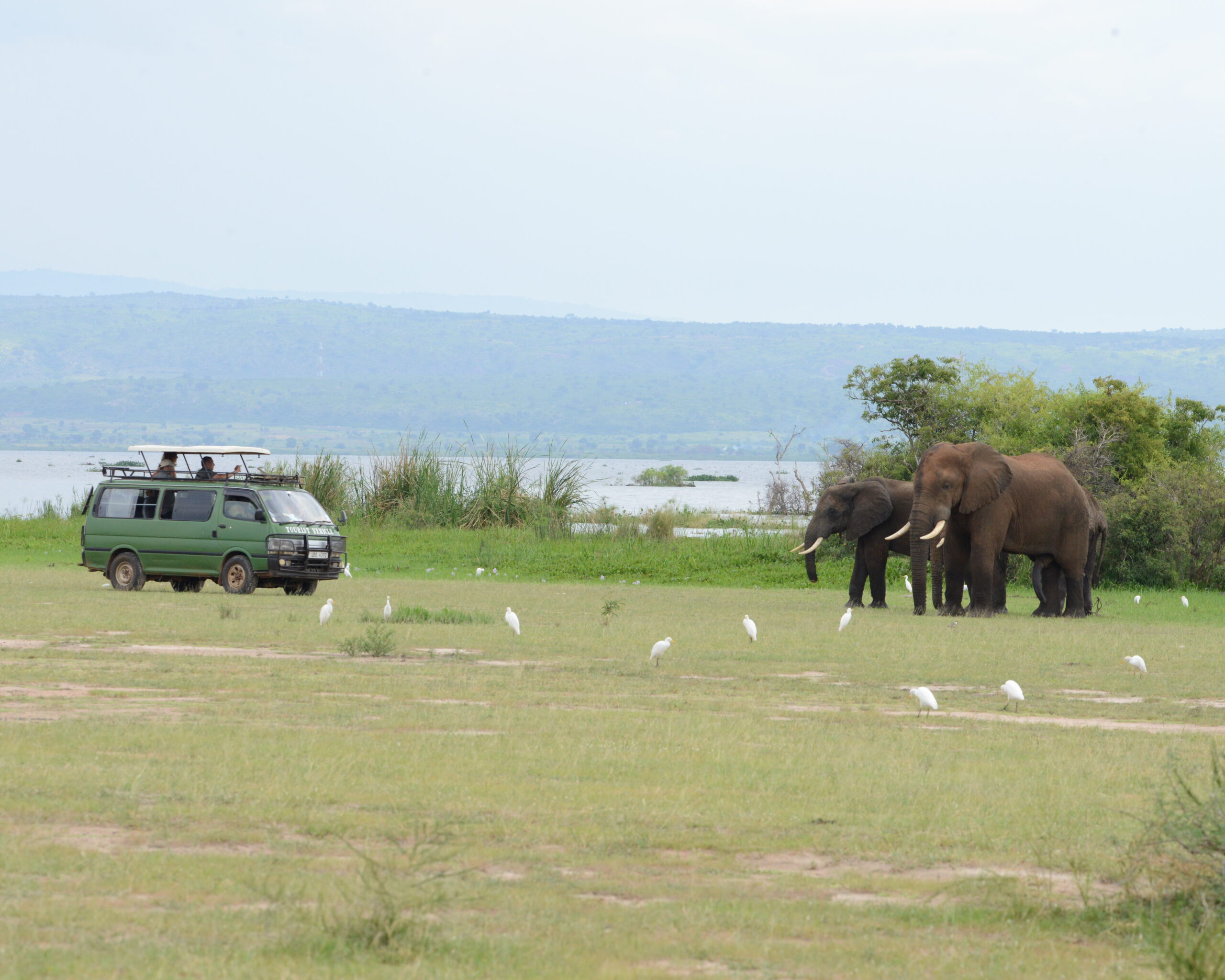 Game Drives in Uganda