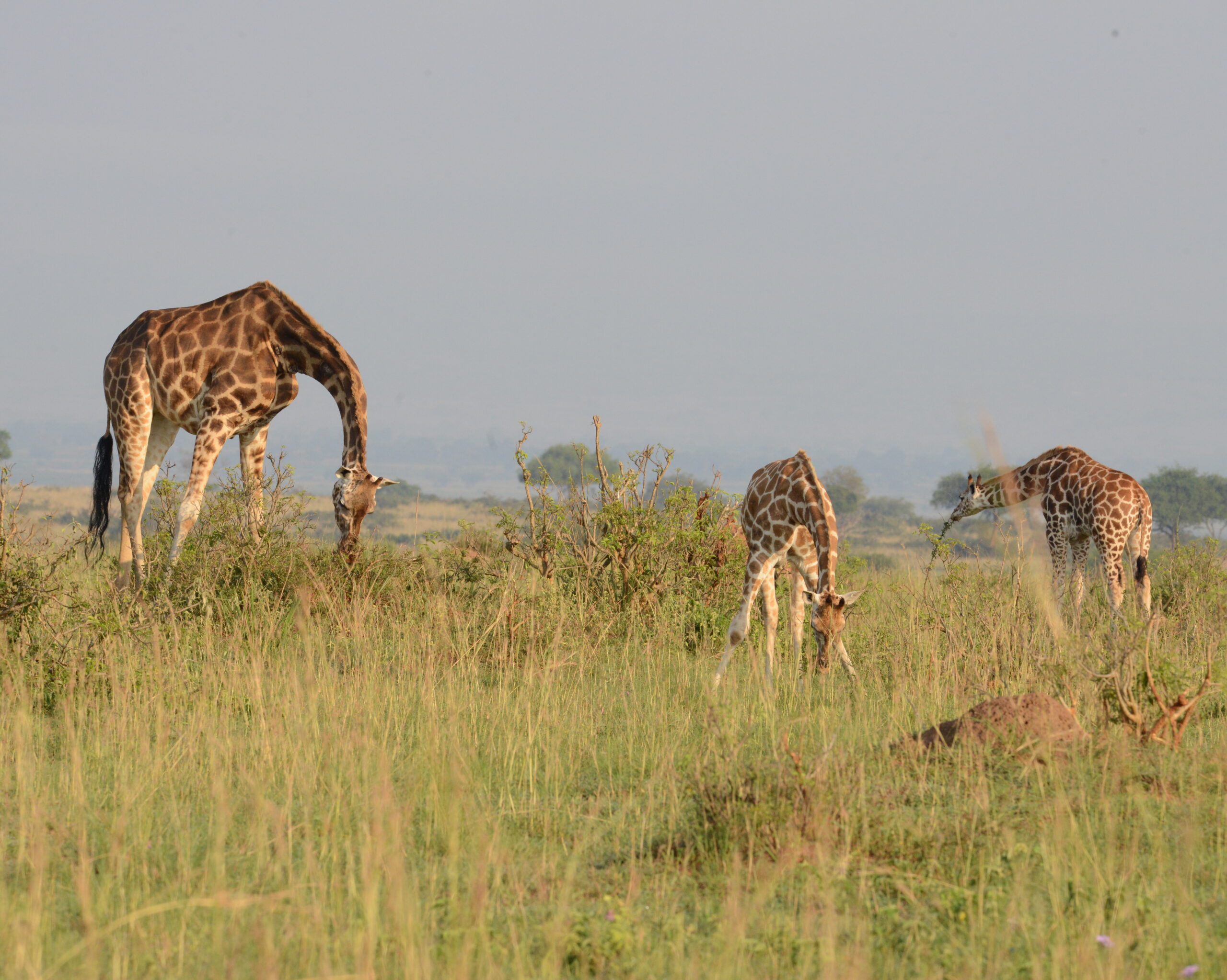 The Rothschild’s Giraffes