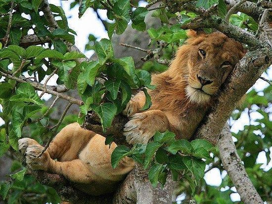 Tree-Climbing-Lions-2