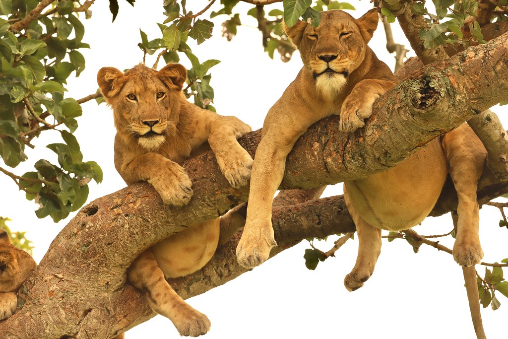 8 days best of Uganda Wildlife Safari