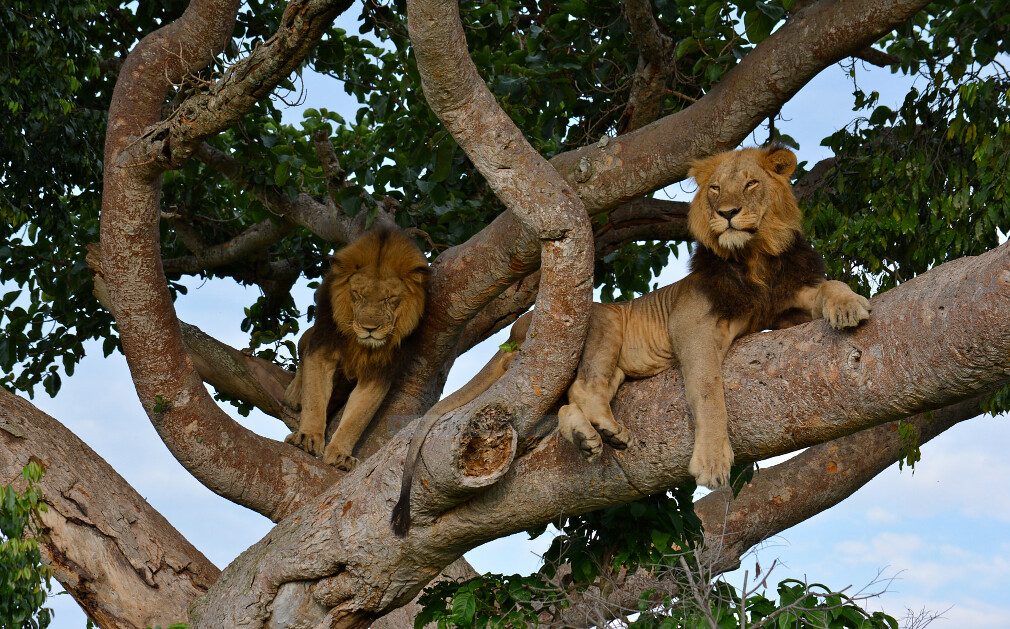Ishasha Tree climbing lions