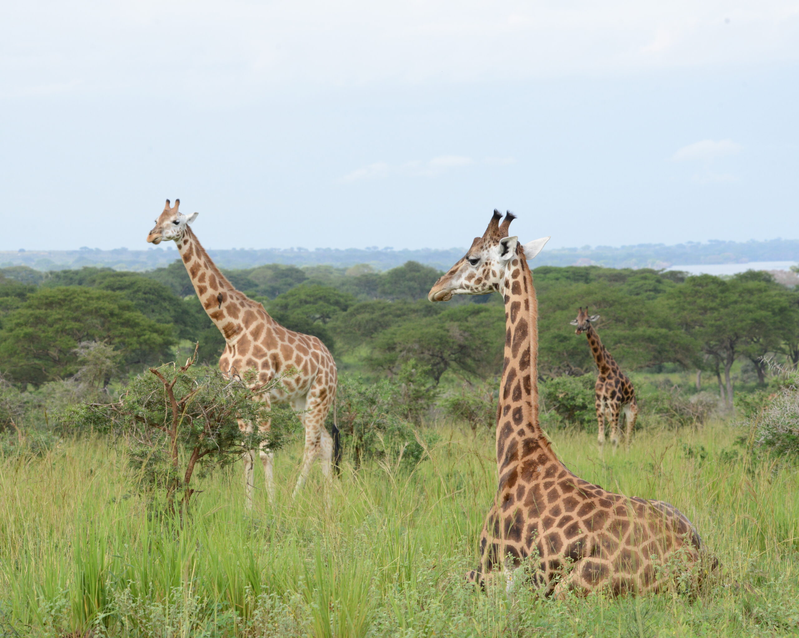 pamoja africa safari lodge