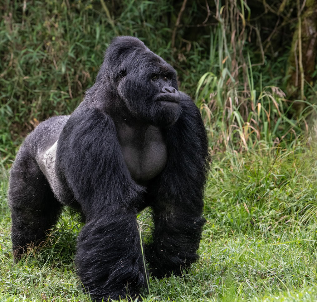 The Gorilla Habituation Experience on a Uganda Safari