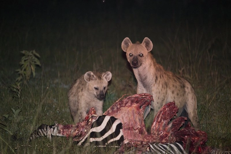 Game Drives in Uganda