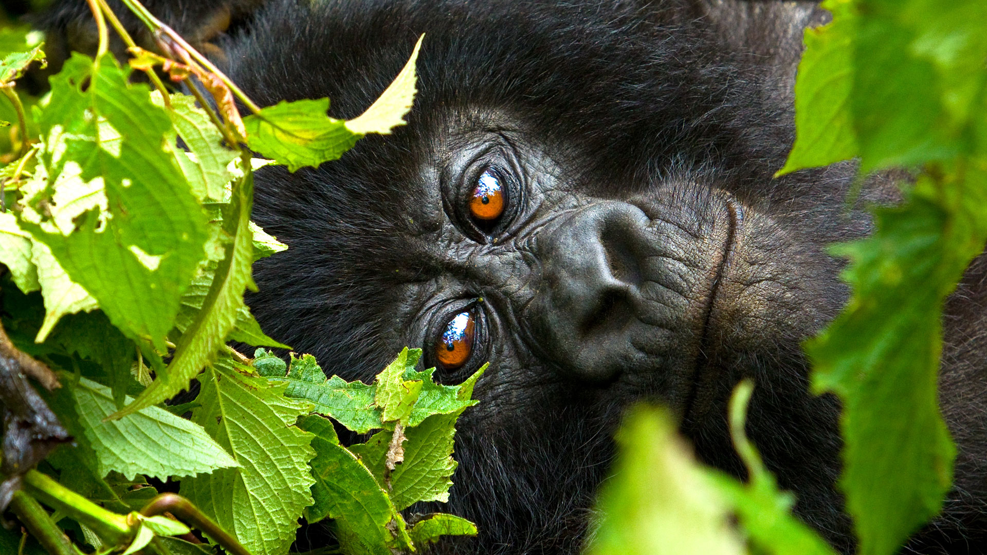 4 DAYS GORILLA TREKKING FLY-IN SAFARI