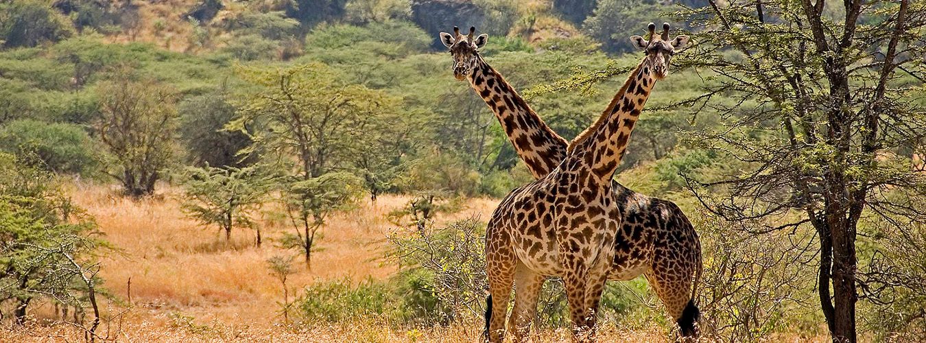 The Rothschild’s Giraffes