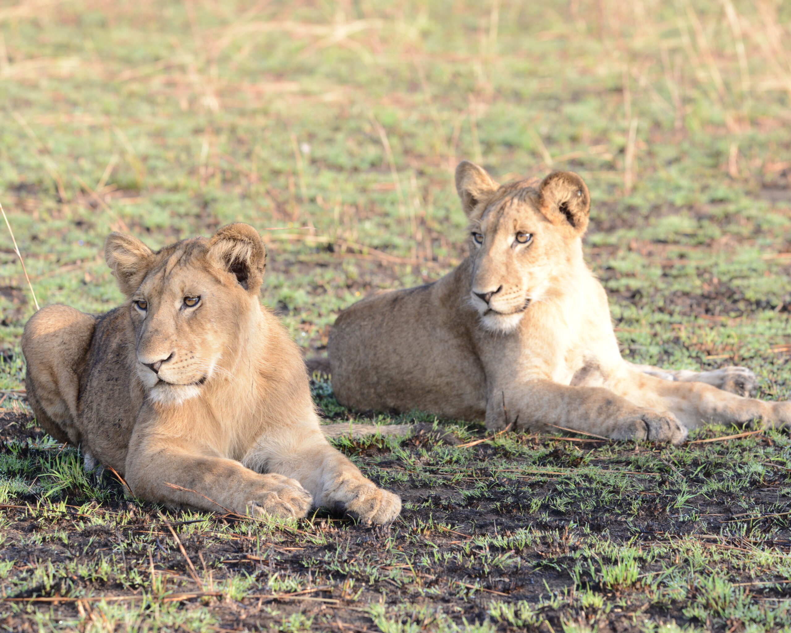 Queen Elizabeth National Park