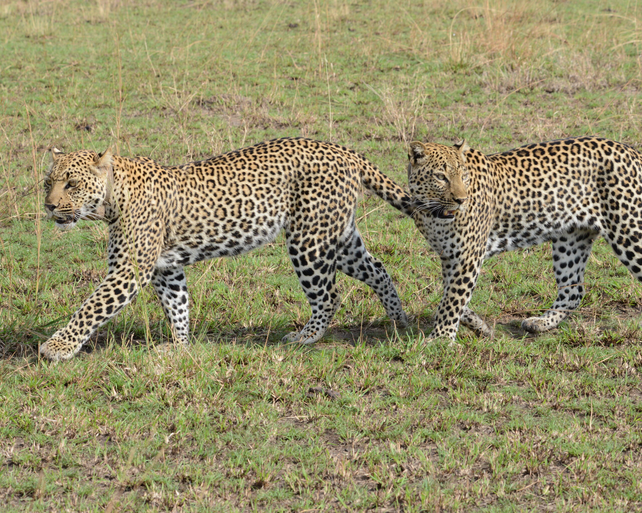 leopards