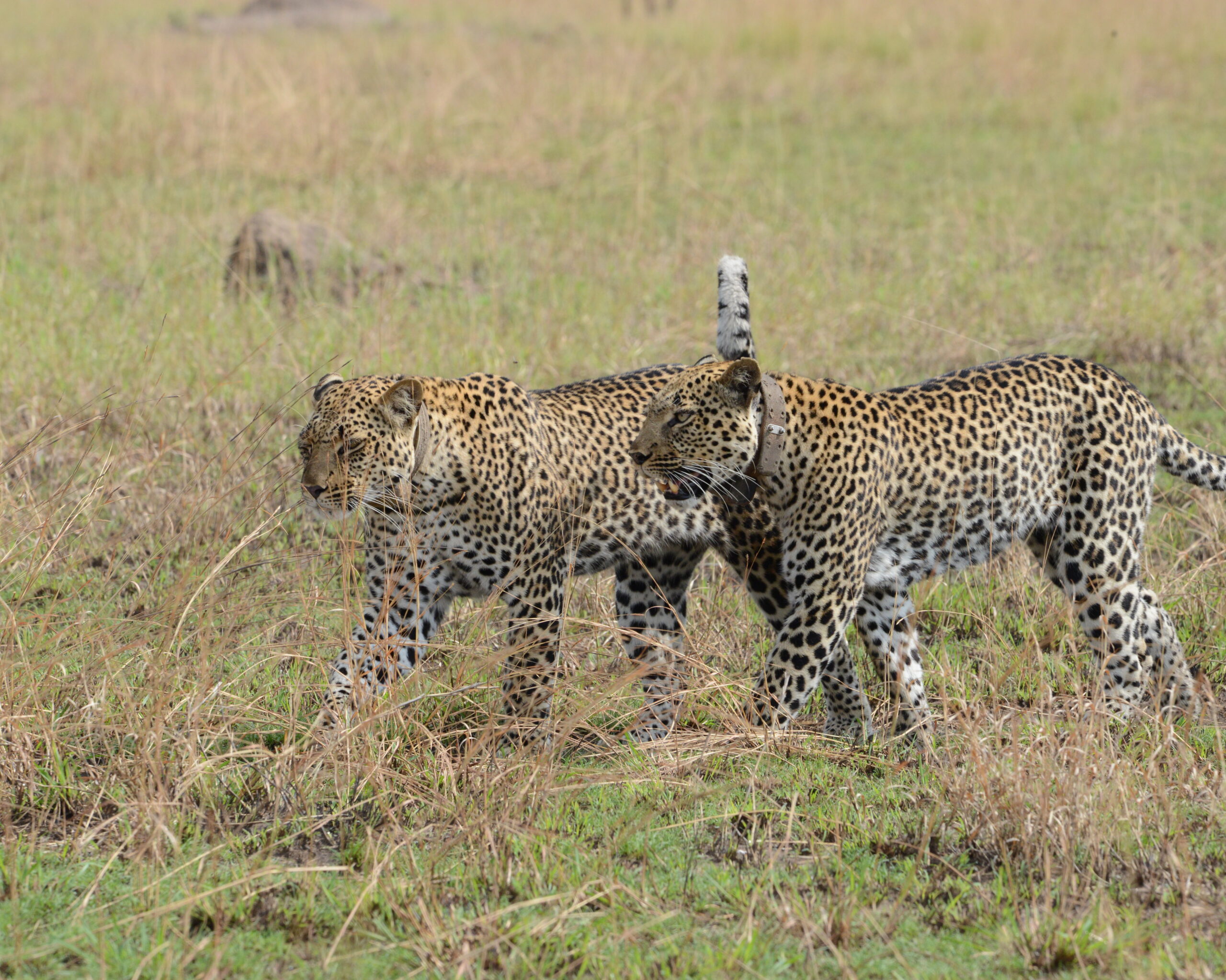 Queen Elizabeth National Park