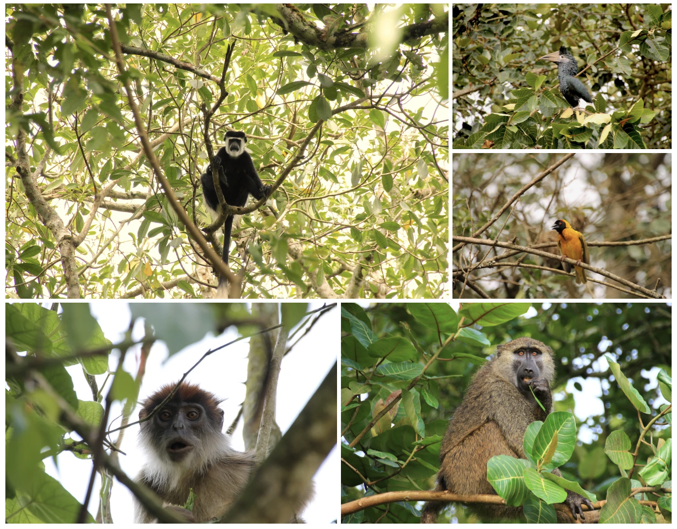 6-Days Uganda magical Primate Safari