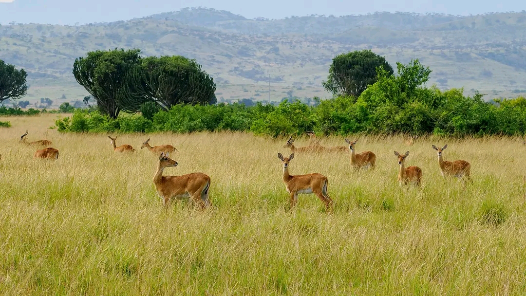 13-Days Uganda and Tanzania safari