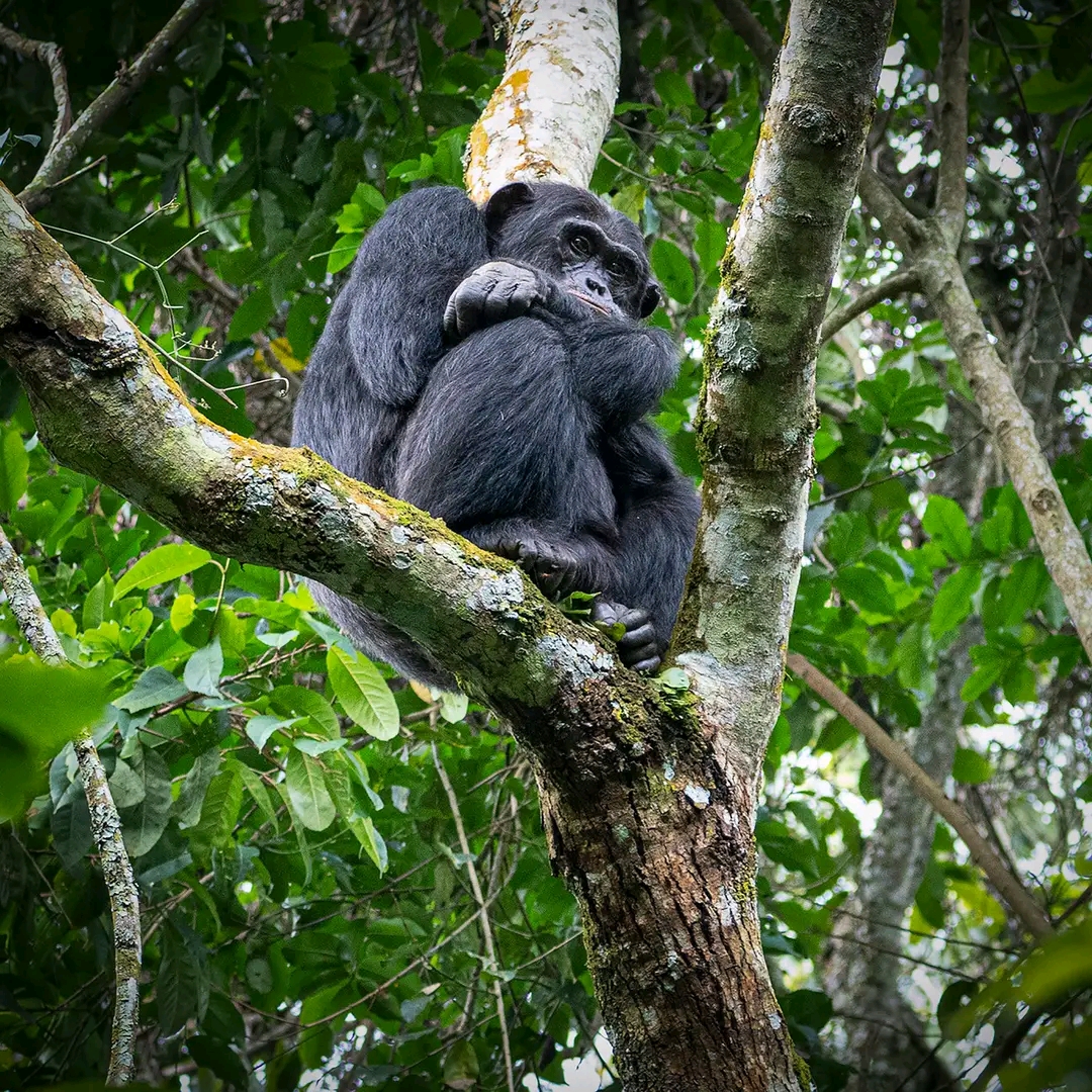 5-DAYS GORILLAS AND CHIMPANZEES TREKKING ADVENTURE SAFARI.