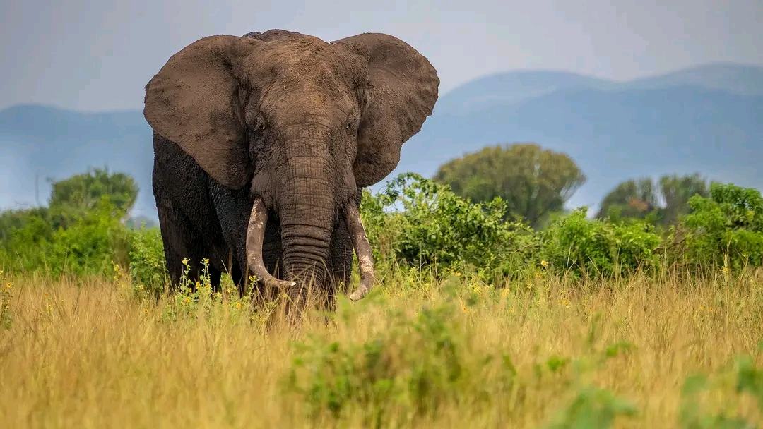 10 Days Best Of Uganda Wildlife Safari
