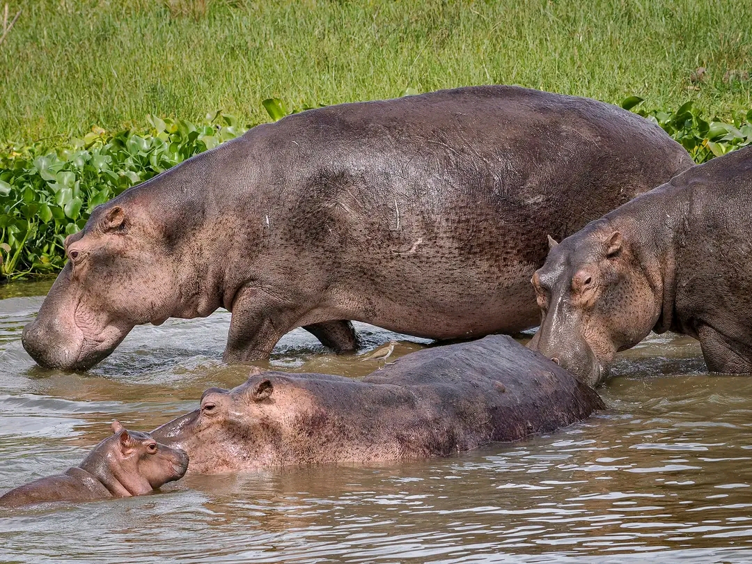 Hippos at Kazinga Channel In Queen Elizabeth National Park